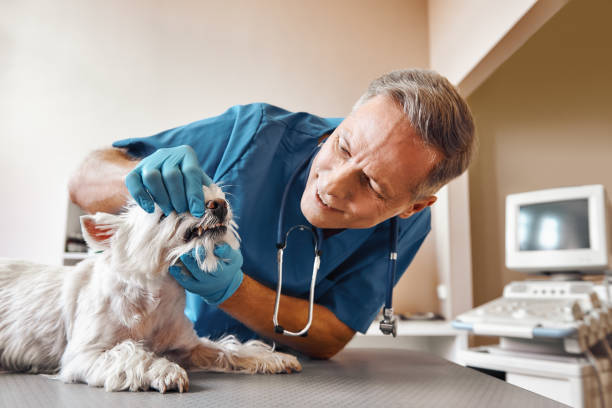 Best Emergency Root Canal Treatment in Brentwood, CA